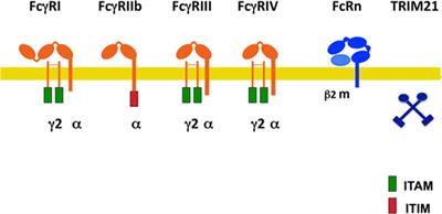 Fcγ Receptor Heterogeneity in Leukocyte Functional Responses